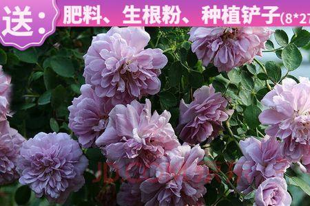 福建爬墙月季什么品种最好