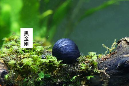 除藻工具螺优缺点