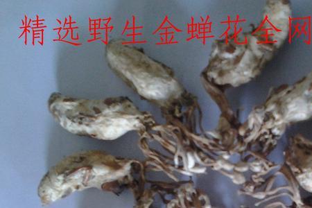 金蝉花做法