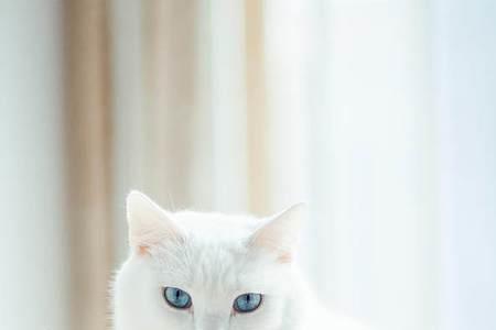 黄眼睛的白猫属于什么品种的猫