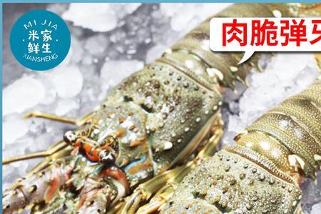 澳洲小青龙什么时候黄多