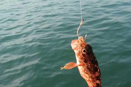海钓里水清好还是水浊好钓