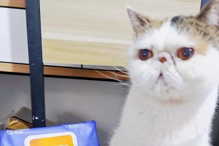 猫猫能用湿纸巾擦身上吗