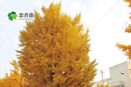银杏树根下长出来的苗能种吗