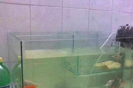 玻璃鱼缸水浑怎么处理