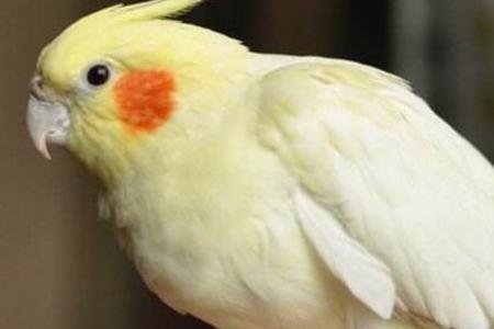 玄凤鹦鹉野外如何生存