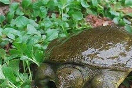 一个池塘有几只甲鱼