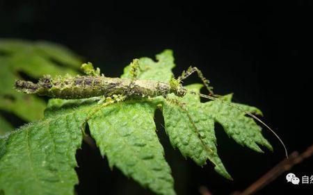 什么植物靠拟态生存