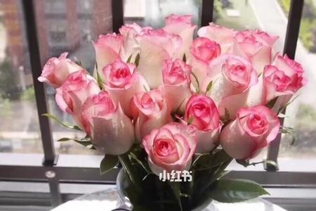 艾莎玫瑰怎么养