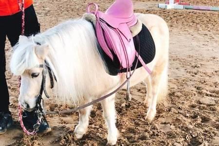 jack马和pony谁厉害