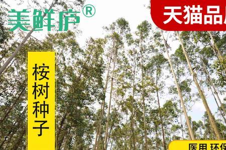 杏仁桉种植方法