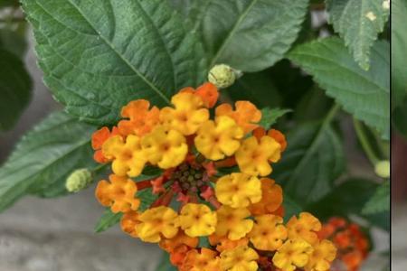苹果10怎么全屏拍照