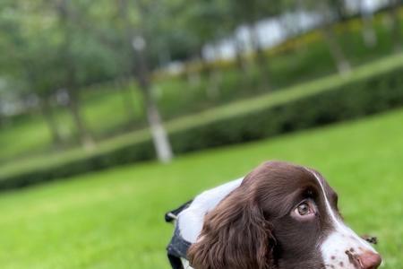史宾格犬和杜宾犬谁更聪明