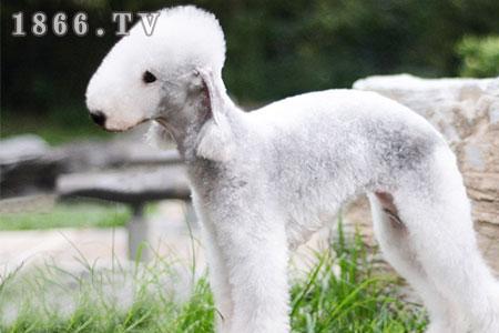 贝灵顿犬的优点和缺点