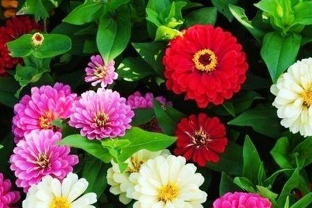 满天星和格桑花区别