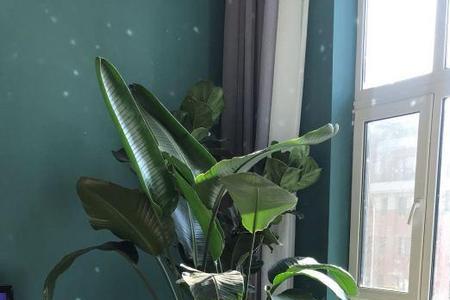 天堂鸟叶子可以用湿巾擦吗