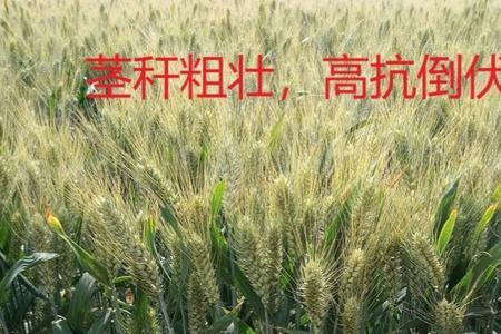 科麦198小麦种