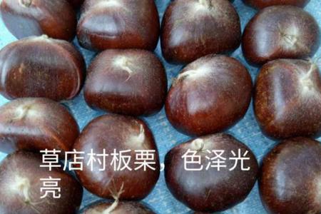 鲁山熊背金秋板栗采摘时间表