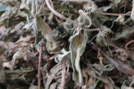 墨旱莲亩产量有多少斤