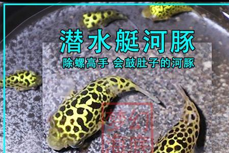 金娃娃河豚可以混养吗