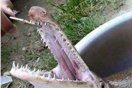 雀鳝鱼吃人吗