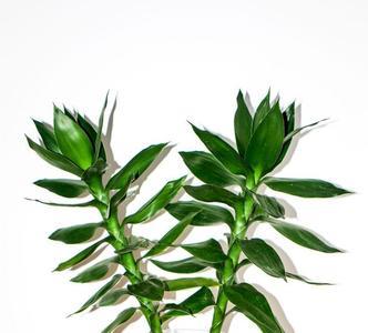 富贵竹和富贵叶是一样吗