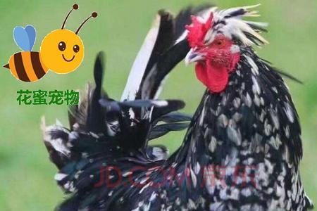 下蛋最多的是什么品种