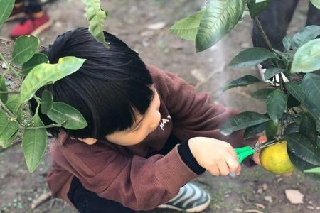 桔子树劈接法可以成活吗