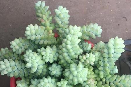 雪花玉缀多肉怎么介绍