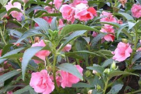 凤仙花染指甲后怎么去除颜色