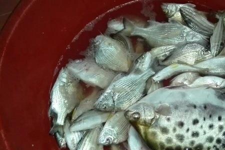 海鱼暗钉鱼学名