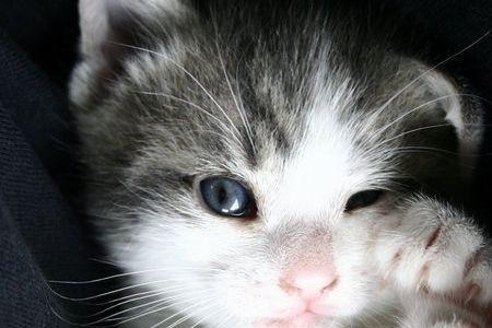 嘴尖的猫咪好吗