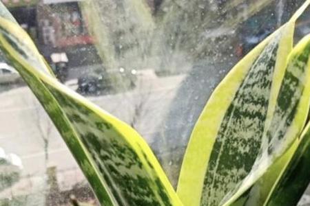 金边青龙冠怎么养
