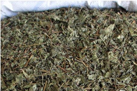 溪黄草茶是不是白茶