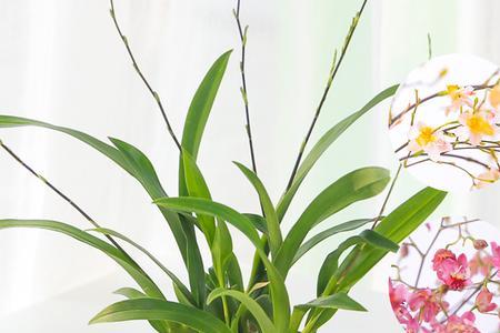 水培文心兰怎样入水