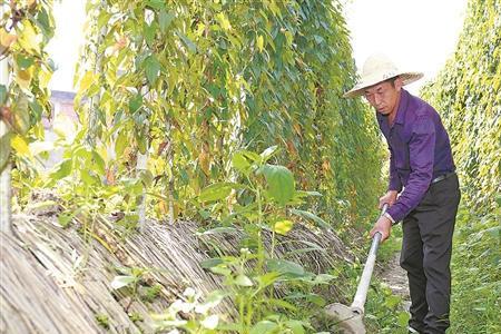 金条种植技术大全