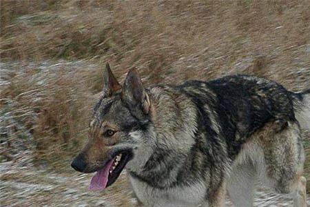 高狼犬多大开始变凶
