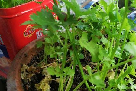 芹菜叶子皱起来怎么回事