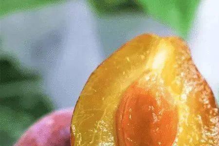 伽师西梅和新梅的区别