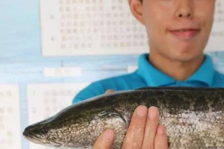 1斤生鱼能出多少肉