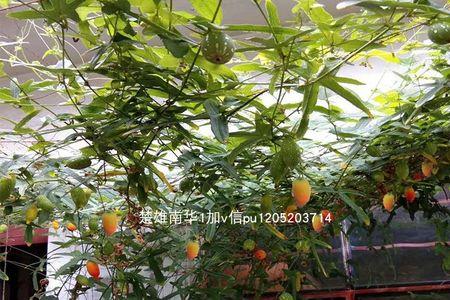爬藤类水果有哪些