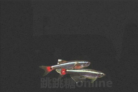 白云金丝鱼在水温多少度长的快