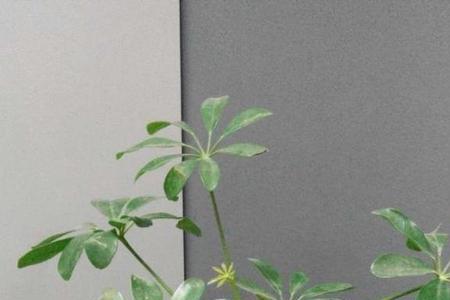 鸭掌木用尿素行不行
