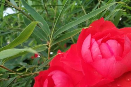 叶相依花相随什么意思