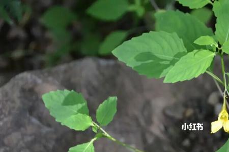 凤仙花在东北可以大面积种吗