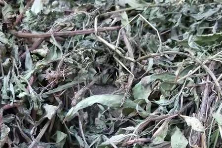 墨旱莲是开黄花吗