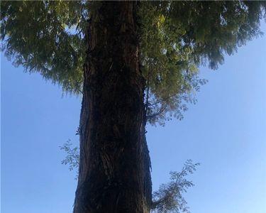一棵树木成才需要几年