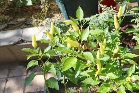 泡椒出现白花怎样处理