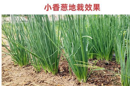 红葱和大葱区别