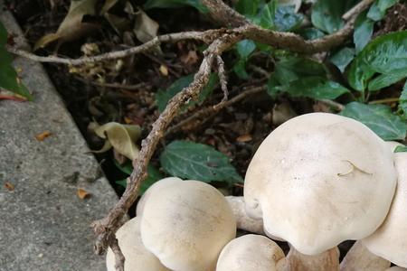 蘑菇菌类属于绿通吗